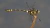 J19_9233 Ictinogomphus rapax male